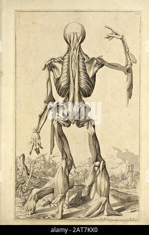 Holzschnittdruck für den Ganzkörper-Rücken bei der Eröffnung des Buches "Notomie di Titiano" für die menschliche Anatomie, Das 1670 in Italien Gedruckt Wurde Stockfoto