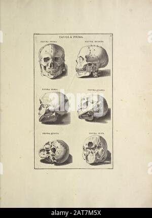 Holzschnittdruck der menschlichen Anatomie von Anatomia per uso et intelligenza del disegno gedruckt 1691 in Rom Stockfoto