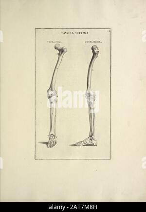 Holzschnitt-Druck von menschlichen anatomischen Skelettbeinen aus Anatomia per uso et intelligenza del disegno gedruckt in Rom im Jahr 1691 Stockfoto