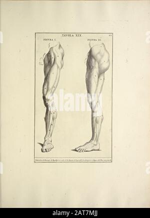 Holzschnittdruck der menschlichen anatomischen Beine von Anatomia per uso et intelligenza del disegno gedruckt in Rom im Jahre 1691 Stockfoto