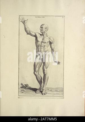 Der Holzschnittdruck der menschlichen Anatomie von Anatomia per uso et intelligenza del disegno wurde 1691 in Rom gedruckt Stockfoto