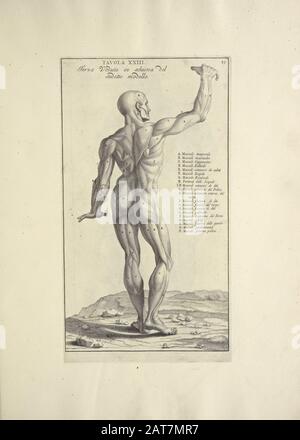 Der Holzschnitt der menschlichen Anatomie von Anatomia per uso et intelligenza del disegno wurde 1691 in Rom gedruckt Stockfoto