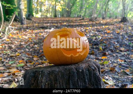 Geschnitzte Kürbisse, versteckt im Holz für Halloween Stockfoto