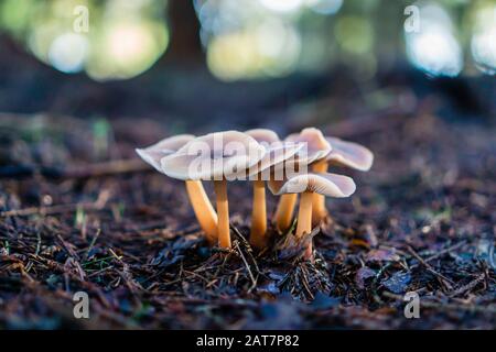 Pilze auf Holzboden in Großbritannien Stockfoto