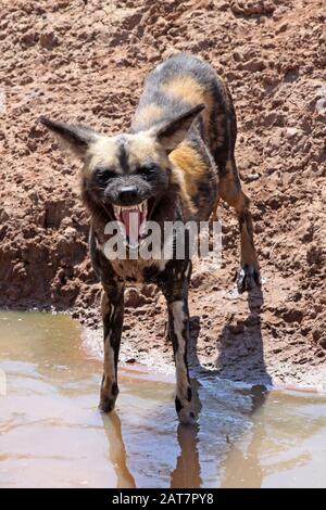 Afrikanischer Gemalter Hund Lycaon pictus Stockfoto