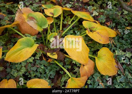 Hosta sieboldiana orange und gelbes Laub im Herbst Stockfoto