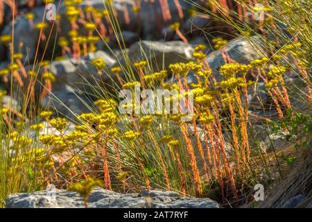 Sedum forsterianum, Majella-Nationalpark Stockfoto