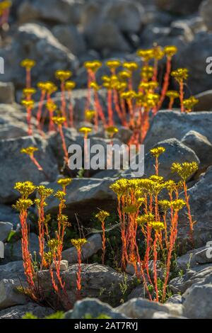 Sedum forsterianum, Majella-Nationalpark Stockfoto