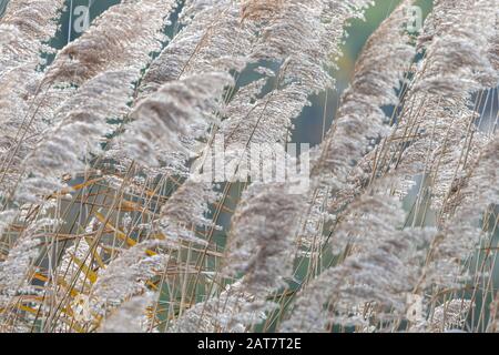 Nahaufnahme von trockenem Panikelblatt im winterblauen Hintergrund Stockfoto
