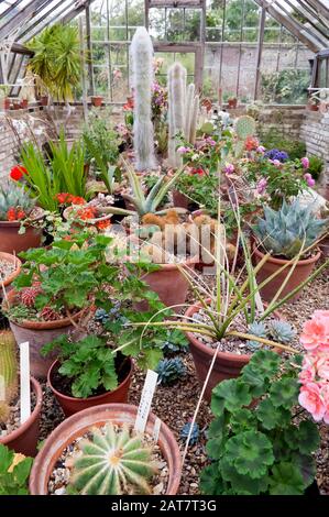 Viele verschiedene Pflanzen in Töpfen in einem alten Gewächshaus. Stockfoto