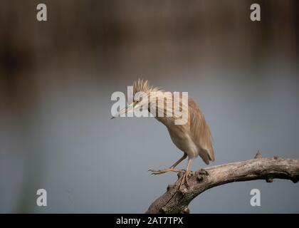 Squacco Heron (Ardeola ralloides), Hortobágy National Park, Ungarn Stockfoto