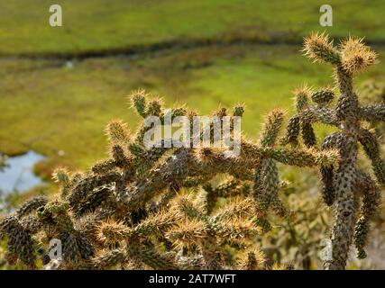 Kakteenvegetation in der Nähe von Costa Mesa, Kalifornien USA Stockfoto