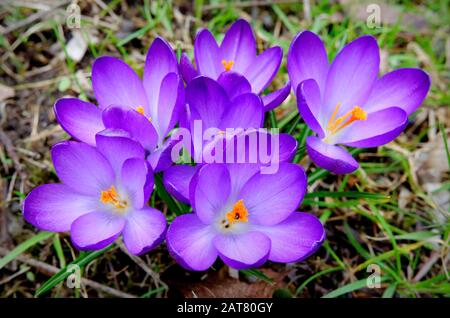 Eine Gruppe purpurner Krokusse auf einer Wiese im Frühjahr Stockfoto