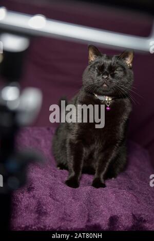 Charlie die Katze posiert für ein improptu Photoshoot Stockfoto