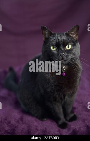 Charlie die Katze posiert für ein improptu Photoshoot Stockfoto