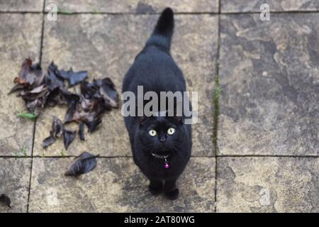 Charlie die Katze posiert für ein improptu Photoshoot Stockfoto