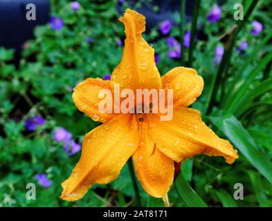 "Lilium" gelbe Lilie mit Wassertropfen vor verschwommenem violettem und grünem Hintergrund Stockfoto