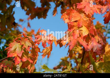 Rote Ahornblätter, orangefarbenes Baumlaub im Herbst Stockfoto