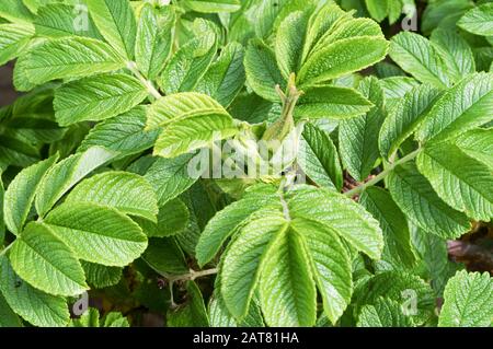 Die Blume Bud der wilden Rose, die wilde Rose Bush im Frühjahr Stockfoto