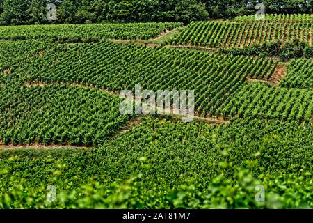 Hangveyard, Burgundische Region, Frankreich. Stockfoto