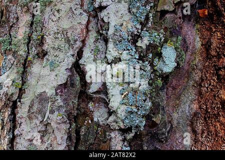 Raue graue Baumrindentextur mit tiefen Rissen und grauen und gelben Flechten für natürlichen Hintergrund oder Tapeten Stockfoto