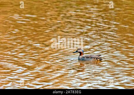 Ein wenig Grebe schwimmend im Wasser in einem Teich Stockfoto