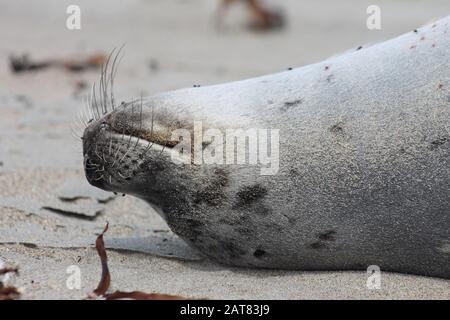 Hafensiegel baden in der Sonne in Neufundland Stockfoto