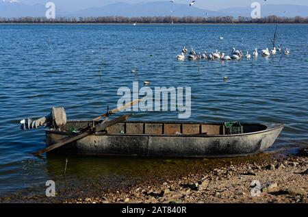 Blick auf den Kerkini-See im Norden Griechenlands mit traditionellem Holzfischerboot und Dalmatiner Pelikanen Stockfoto