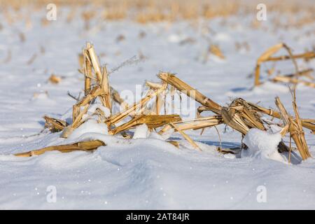 Nahaufnahme des schneebedeckten, geernteten Maisfeldes im Winter mit Frost an goldbraunen Maisstängeln, Stielen und Maispflaster Stockfoto