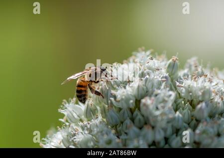 Arbeitsbiene an einer Zwiebelblüte Stockfoto