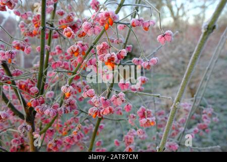 Spindelbaum, Euonymus hamiltonianus, Herbst- und Winterfarbe Stockfoto