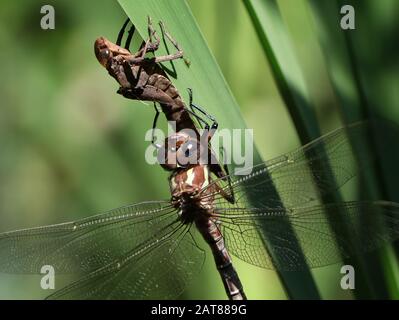 Darner Dragonfliege brütet auf dem Kattail aus der Nymphe State Ohio USA Stockfoto