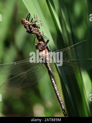 Darner Dragonfliege brütet auf dem Kattail aus der Nymphe State Ohio USA Stockfoto