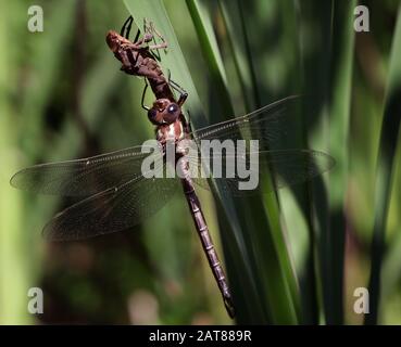 Darner Dragonfliege brütet auf dem Kattail aus der Nymphe State Ohio USA Stockfoto