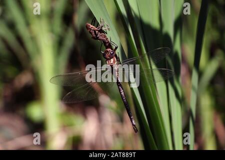 Darner Dragonfliege brütet auf dem Kattail aus der Nymphe State Ohio USA Stockfoto