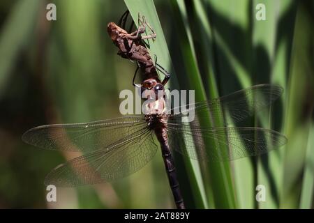 Darner Dragonfliege brütet auf dem Kattail aus der Nymphe State Ohio USA Stockfoto