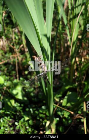 Darner Dragonfliege brütet auf dem Kattail aus der Nymphe State Ohio USA Stockfoto