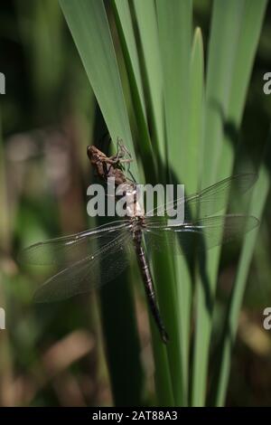 Darner Dragonfliege brütet auf dem Kattail aus der Nymphe State Ohio USA Stockfoto