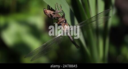 Darner Dragonfliege brütet auf dem Kattail aus der Nymphe State Ohio USA Stockfoto