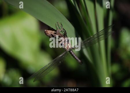 Darner Dragonfliege brütet auf dem Kattail aus der Nymphe State Ohio USA Stockfoto