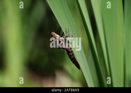 Darner Dragonfliege brütet auf dem Kattail aus der Nymphe State Ohio USA Stockfoto