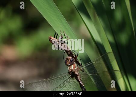 Darner Dragonfliege brütet auf dem Kattail aus der Nymphe State Ohio USA Stockfoto