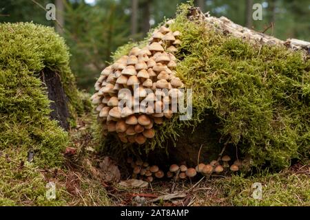 Felsen bedeckt mit Moosen und Pilzen in einem Wald unter Das Sonnenlicht mit einem verschwommenen Hintergrund Stockfoto