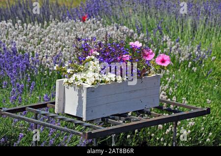 Weiße Holzkiste mit bunten Blumen im Lavendelgarten Stockfoto