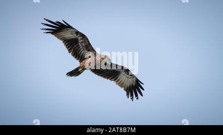 Jugendlicher brahminischer Kite (Haliastur Indus) Stockfoto