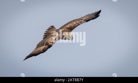 Jugendlicher brahminischer Kite (Haliastur Indus) Stockfoto