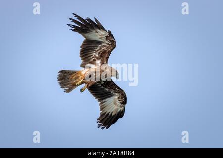 Jugendlicher brahminischer Kite (Haliastur Indus) Stockfoto