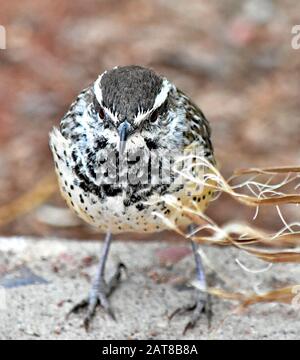Ein mittelmässig aussehender Kaktus Wren Stockfoto