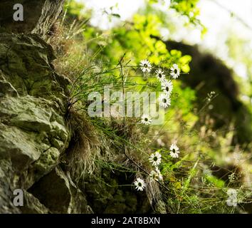 Ox-Eye Daisy (Leucanthemum Vulgare), das aus Kalkfelsen wächst, Dove Dale, Derbyshire, England Stockfoto