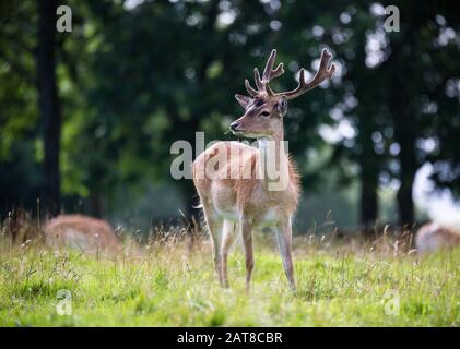 Fallow Deer Buck auf der Suche Stockfoto